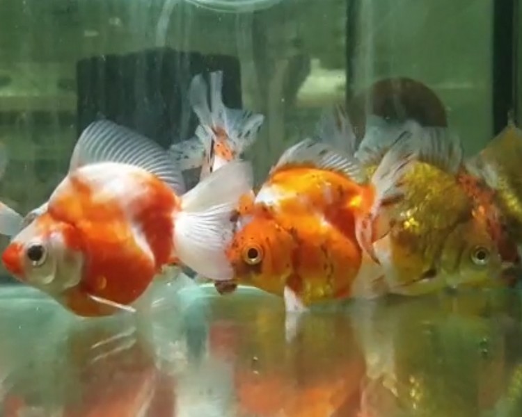 Assorted Ryukin ~ 5-6cm SPECIAL OFFER